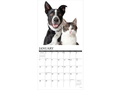 2024 Willow Creek Cats & Dogs 12" x 12" Monthly Wall Calendar (32916)