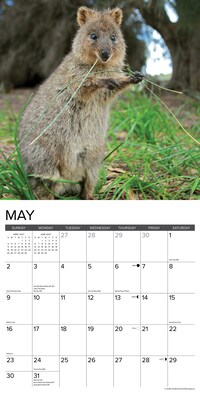 2027 Willow Creek Quokkas 12" x 12" Monthly Wall Calendar, Assorted Colors (61978)