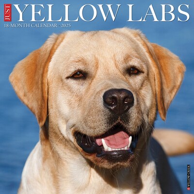 2025 Willow Creek Just Yellow Labs 12 x 12 Monthly Wall Calendar (45534)