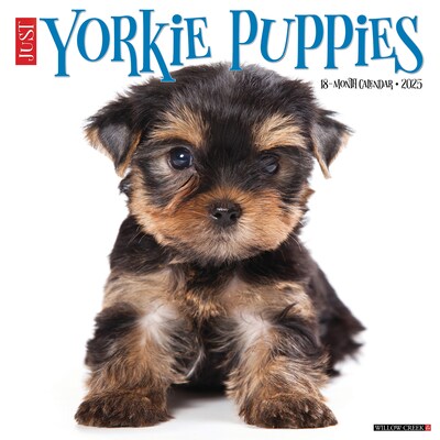2025 Willow Creek Yorkie Puppies 12 x 12 Monthly Wall Calendar (45541)