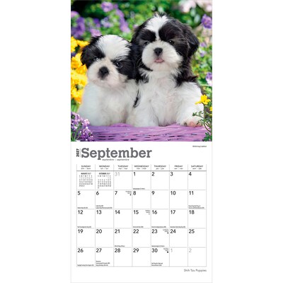 2027 BrownTrout Shih Tzu Puppies 7" x 7" Monthly Wall Calendar (9798330710089)