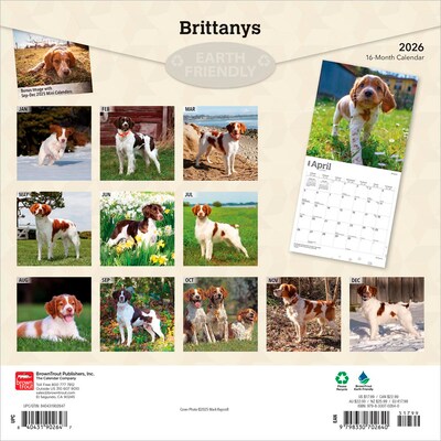 2026 BrownTrout Brittanys 12 x 12 Monthly Wall Calendar (9798330702640)