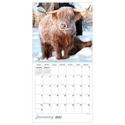 2027 TF Publishing Highland Cows 12 x 12 Monthly Wall Calendar, Multicolored (27-1061)
