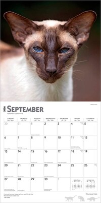 2026 BrownTrout Siamese Cats 12" x 12" Monthly Wall Calendar (9798330705573)