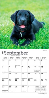 2026 BrownTrout Black Labrador Retriever Puppies 7" x 7" Monthly Wall Calendar (9798330704187)