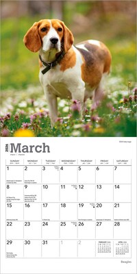 2026 BrownTrout Beagles 7" x 7" Monthly Wall Calendar (9798330702374)