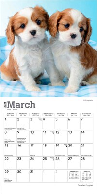 2026 BrownTrout Cavalier King Charles Spaniel Puppies 7" x 7" Monthly Wall Calendar (9798330702800)