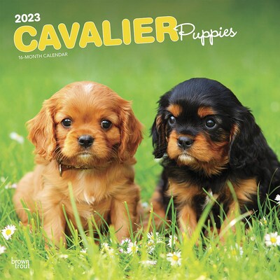 2023 BrownTrout Cavalier King Charles Spaniel Puppies 12 x 12 Monthly Wall Calendar (9781975454999)