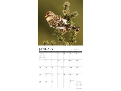 2024 Willow Creek Backyard Birds 12" x 12" Monthly Wall Calendar (32268)