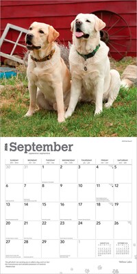 2026 BrownTrout Yellow Labrador Retrievers 12" x 12" Monthly Wall Calendar (9798330704262)