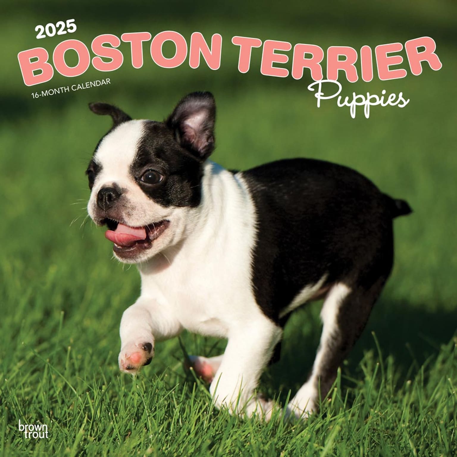 2025 BrownTrout Boston Terrier Puppies 12 x 12 Monthly Wall Calendar (9781975476694)