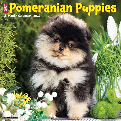 2027 Willow Creek Pomeranian Puppies 12 x 12 Monthly Wall Calendar, Assorted Colors (61848)