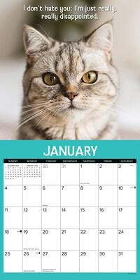 2026 Willow Creek Cattitudes 12" x 12" Monthly Wall Calendar (56738)