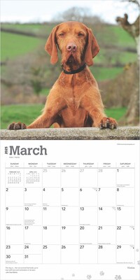 2025 BrownTrout Vizslas 12" x 12" Monthly Wall Calendar (9781975477936)