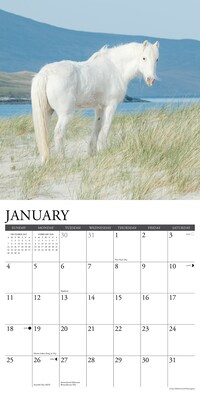2026 Willow Creek Wild Horses 12" x 12" Monthly Wall Calendar (53287)