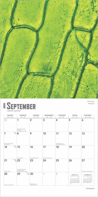 2025 BrownTrout Innerspace 12" x 12" Monthly Square Wall Calendar (9781975481438)