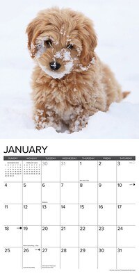 2026 Willow Creek Goldendoodle Puppies 12" x 12" Monthly Wall Calendar (51306)
