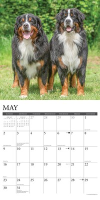 2027 Willow Creek Bernese Mountain Dogs 12" x 12" Monthly Wall Calendar, Assorted Colors (59135)