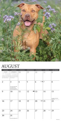 2026 Willow Creek American Pit Bull Terriers 12" x 12" Monthly Wall Calendar (49846)