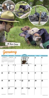 2025 Willow Creek Crusoe the Celebrity Dachshund 12" x 12" Monthly Wall Calendar (42632)