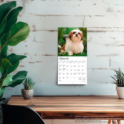 2026 BrownTrout Shih Tzu Puppies 7" x 7" Monthly Wall Calendar (9798330705542)