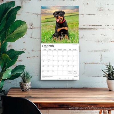 2026 BrownTrout Rottweilers 12" x 12" Monthly Wall Calendar (9798330705399)