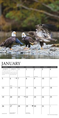 2025 Willow Creek Eagles 12" x 12" Monthly Wall Calendar (42786)