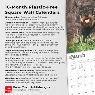 2025 BrownTrout Miniature Dachshunds 12" x 24" Monthly Square Wall Calendar, (9781975476922)