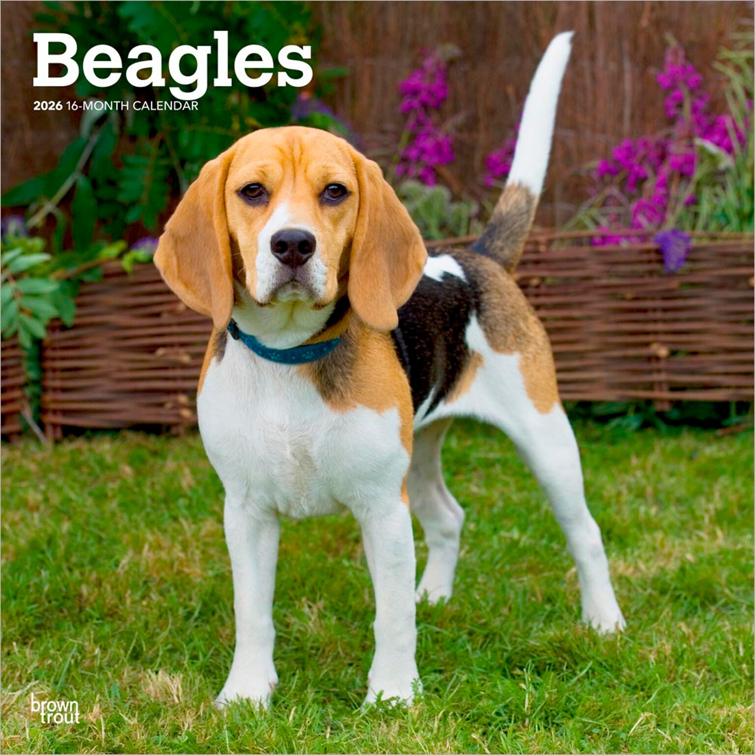 2026 BrownTrout Beagles 12 x 12 Monthly Wall Calendar (9798330702381)