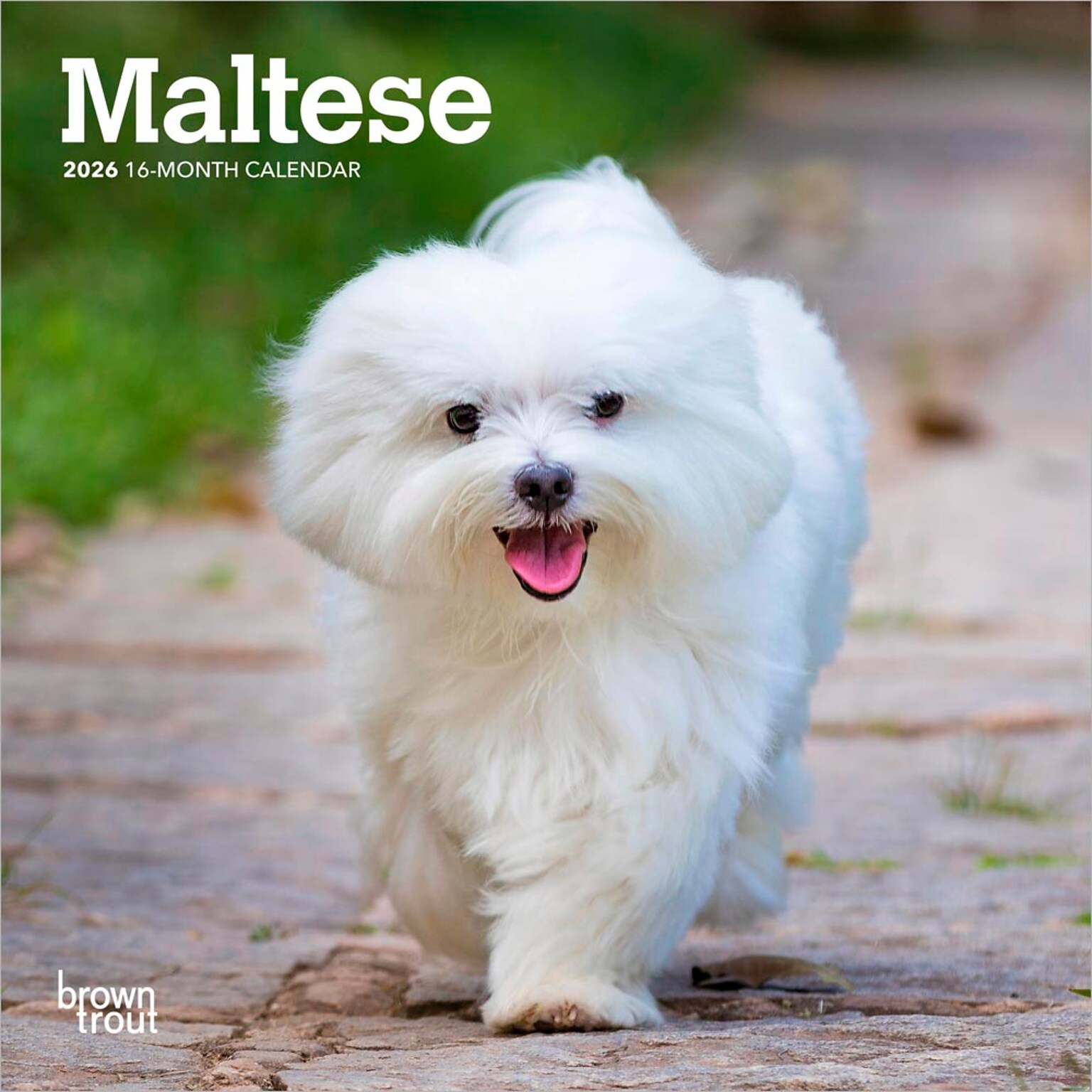 2026 BrownTrout Maltese 7 x 7 Monthly Wall Calendar (9798330704507)