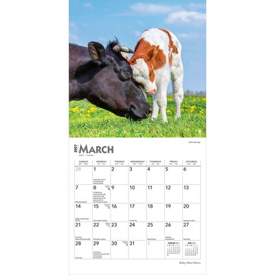 2027 BrownTrout Baby Moo Moos 7" x 7" Monthly Wall Calendar, Assorted Colors (9798330709779)