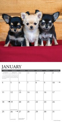 2026 Willow Creek Chihuahuas 12" x 12" Monthly Wall Calendar (50699)