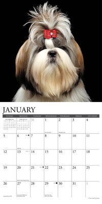 2025 Willow Creek Just Shih Tzus 12" x 12" Monthly Wall Calendar (44872)