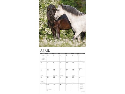2025 Willow Creek Horses 12" x 12" Monthly Wall Calendar (43387)