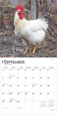 2025 BrownTrout Roosters 12" x 12" Monthly  Wall Calendar (9781975477639)