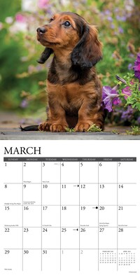 2026 Willow Creek Dachshund Puppies 12" x 12" Monthly Wall Calendar (50927)