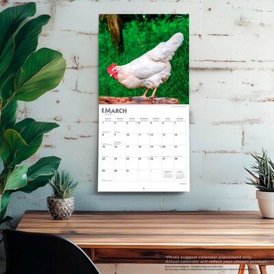 2026 BrownTrout Chickens 12" x 12" Monthly Wall Calendar (9798330702909)