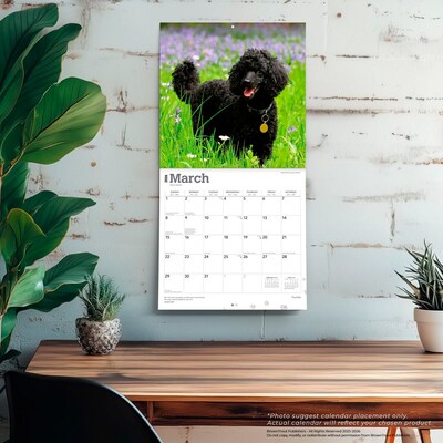 2026 BrownTrout Poodles 12" x 12" Monthly Wall Calendar (9798330705160)