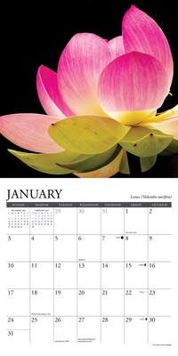 2027 Willow Creek Flowers 7" x 7" Monthly Wall Calendar (64023)