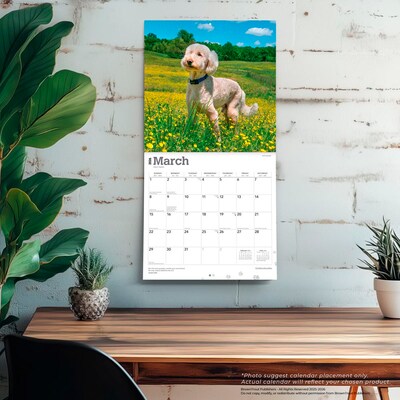 2026 BrownTrout Goldendoodles 12" x 12" Monthly Wall Calendar (9798330703500)