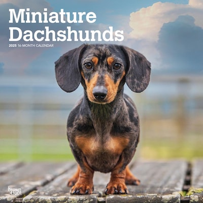 2025 BrownTrout Miniature Dachshunds 12 x 24 Monthly Square Wall Calendar, (9781975476922)