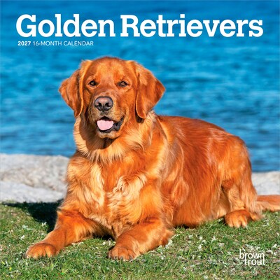 2027 BrownTrout Golden Retrievers 7 x 7 Monthly Wall Calendar, Assorted Colors (9798330714209)