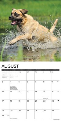 2025 Willow Creek Just Mastiffs 12" x 12" Monthly Wall Calendar (43851)