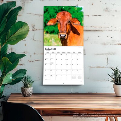 2026 BrownTrout Cows 12" x 12" Monthly Wall Calendar (9798330703067)
