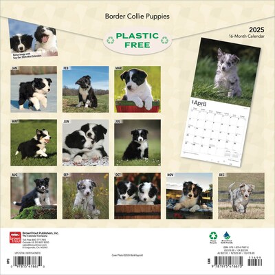 2025 BrownTrout Border Collie Puppies 12 x 12 Monthly Wall Calendar (9781975476670)