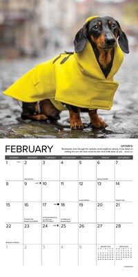 2026 Willow Creek Dachshund Rules 7" x 7" Monthly Wall Calendar (53546)