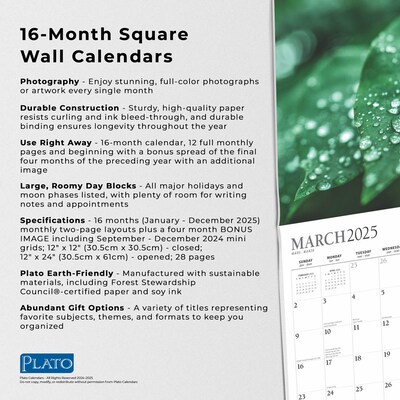 2025 Plato Simplicity 12" x 24" Monthly Square Wall Calendar (9781975478810)