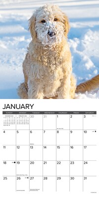 2026 Willow Creek Goldendoodles 12" x 12" Monthly Wall Calendar (51313)