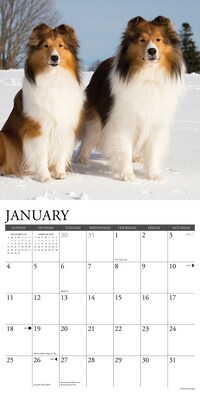 2026 Willow Creek Shelties 12" x 12" Monthly Wall Calendar (52761)