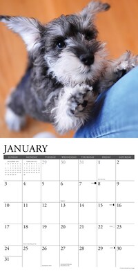 2027 Willow Creek Schnauzer Puppies 12" x 12" Monthly Wall Calendar, Assorted Colors (62173)